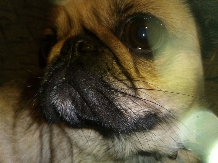 Molly