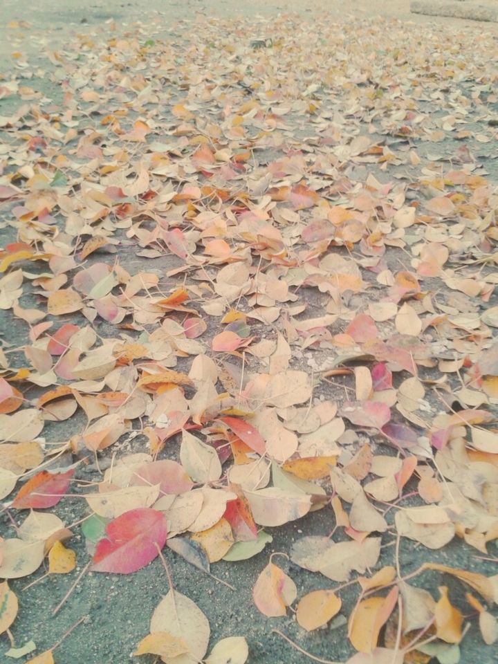 დაიხოცნენ
