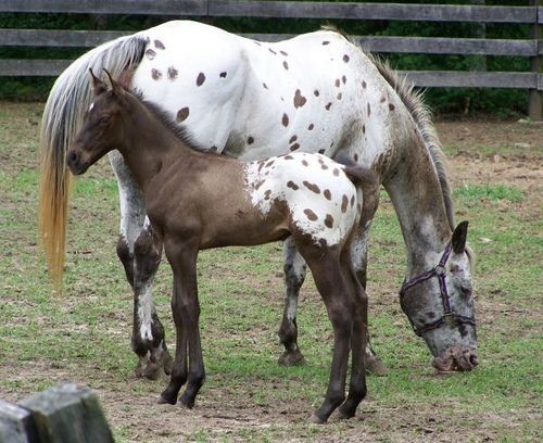 Hoarse