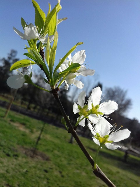 Spring flowers