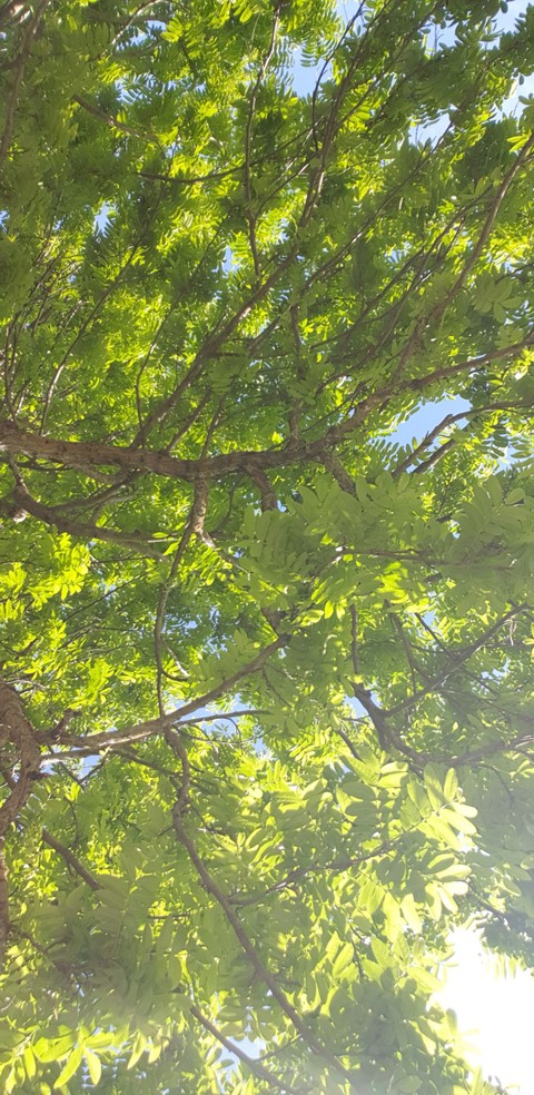 Arbre