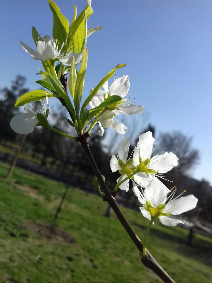 Spring flowers