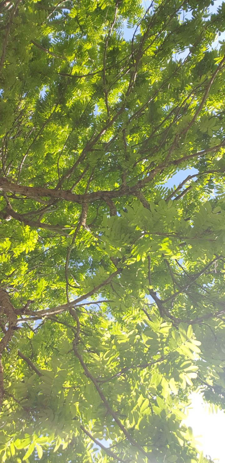 Arbre