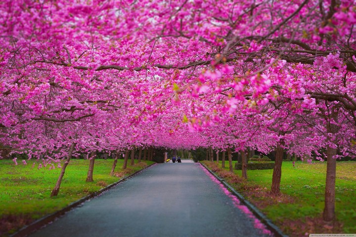 flowers lover