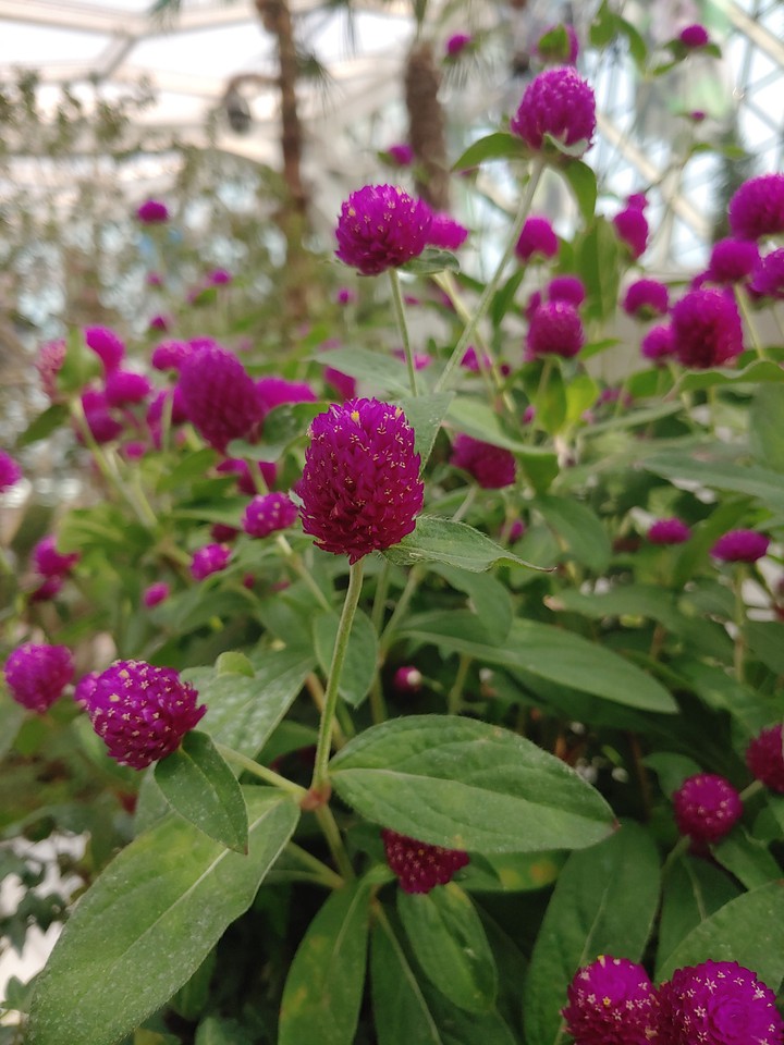 purple flower