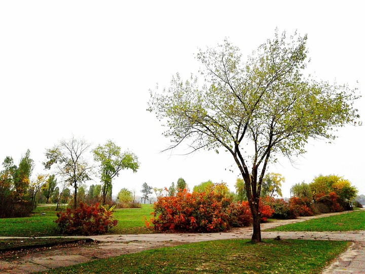 trees