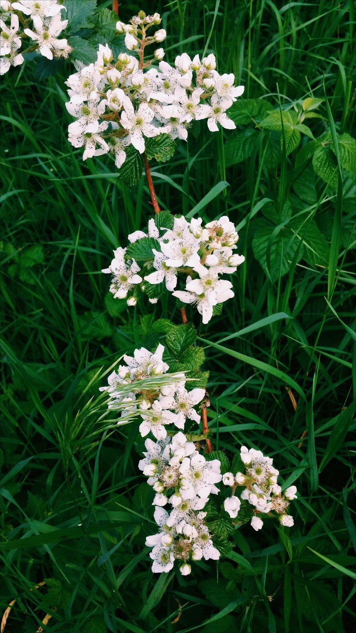 flowers on the path