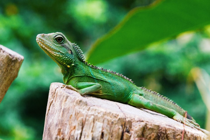 Green Beauty