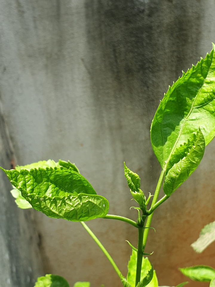 leaf