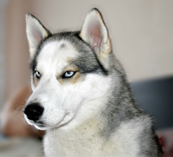 my husky Richard
