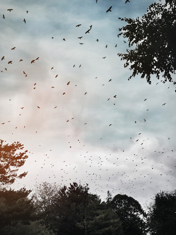 Autumn sky ?
