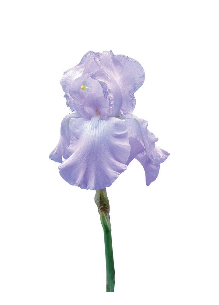 식물이미지
