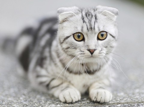 cat