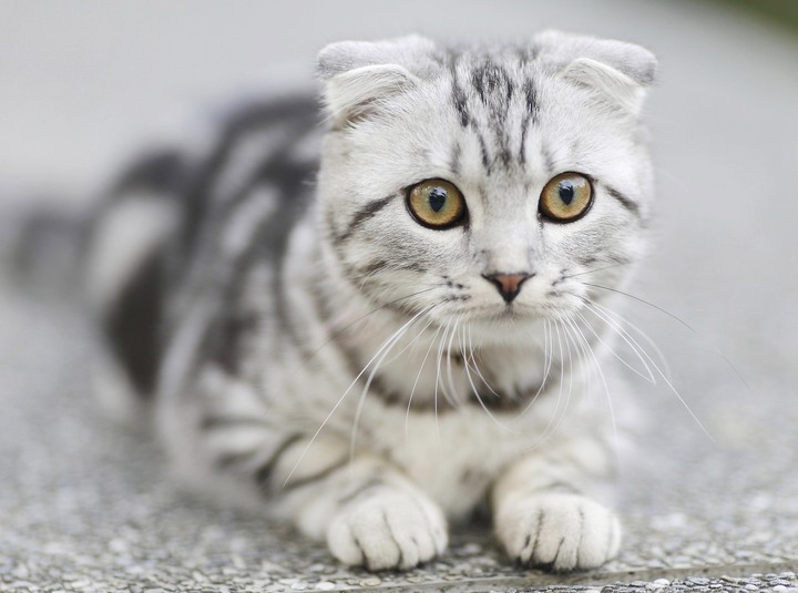 cat