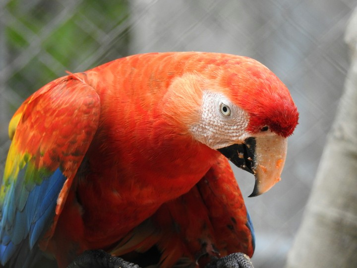 arara Brasil