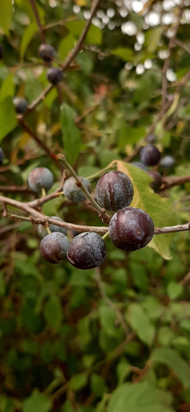 berries?
