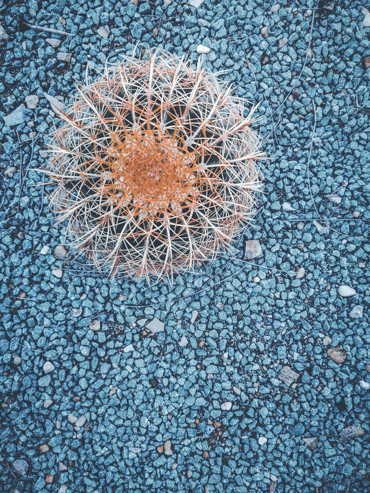 Pebbles and plants