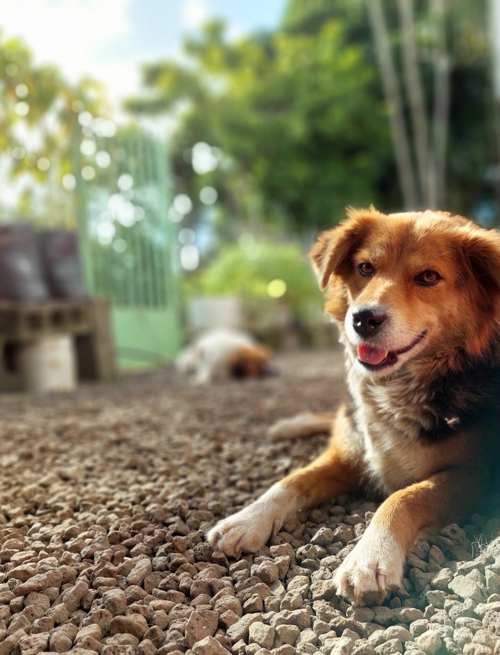 Doggy