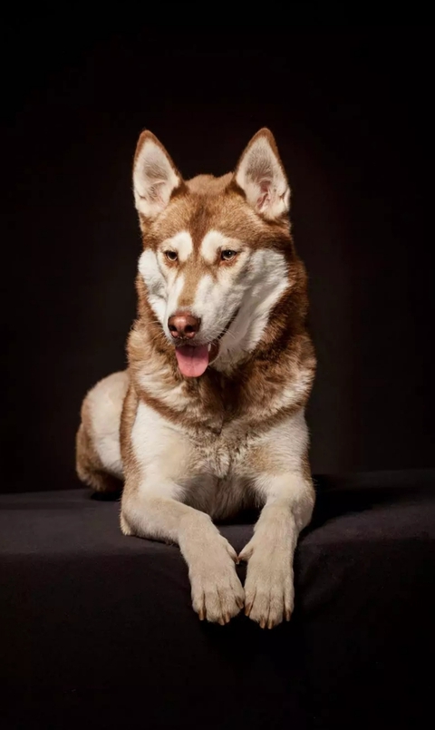 dog