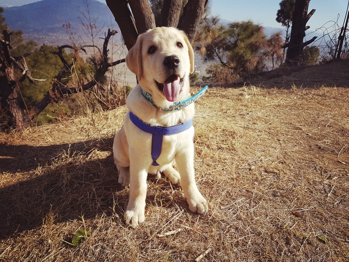 Hachi the puppy