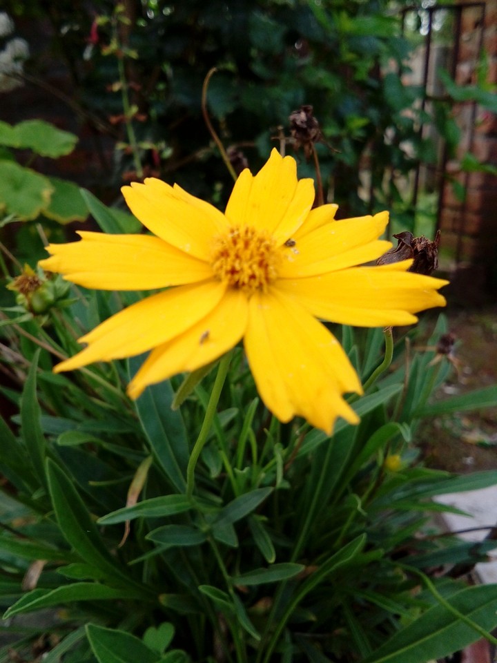 flower