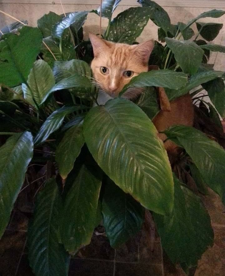 Camouflage Sam