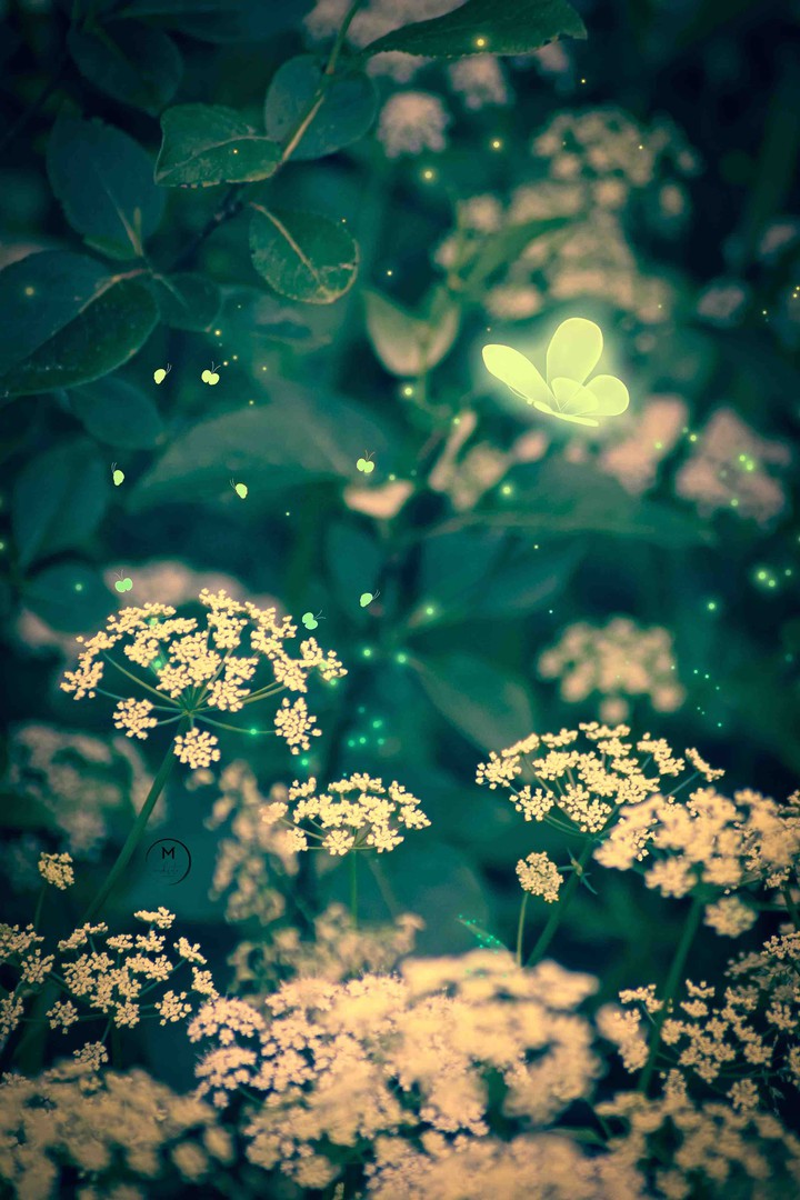 Fireflies
