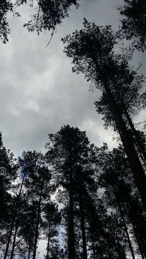 forest