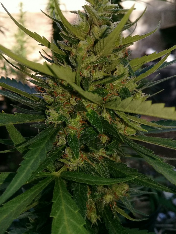 AnnoyingGreen