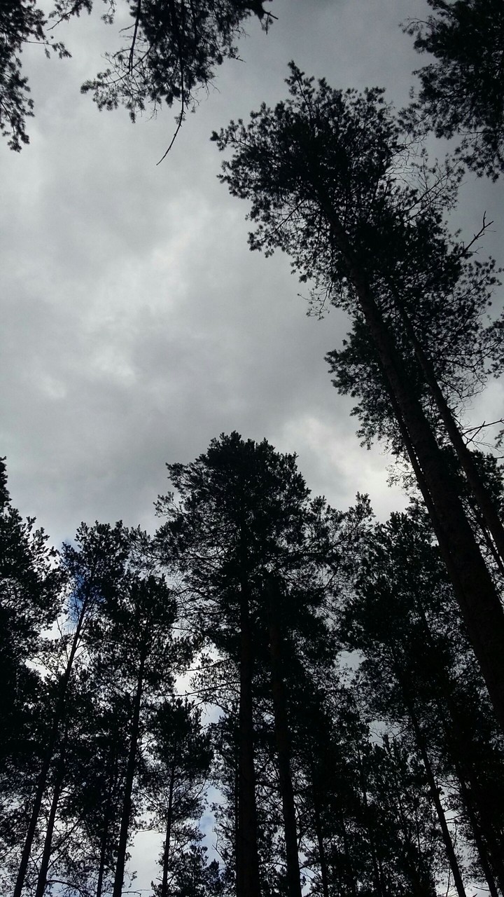 forest
