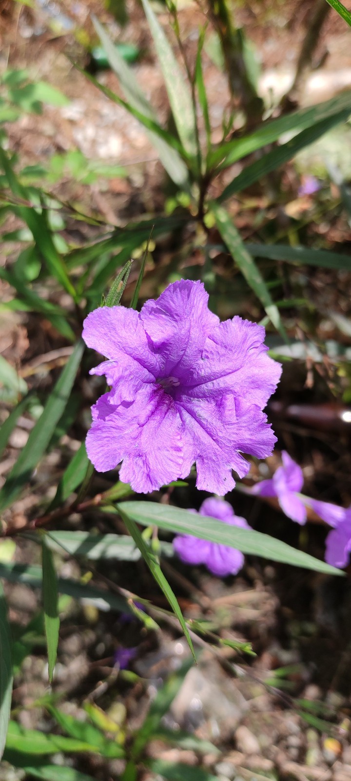 ruellia simplex