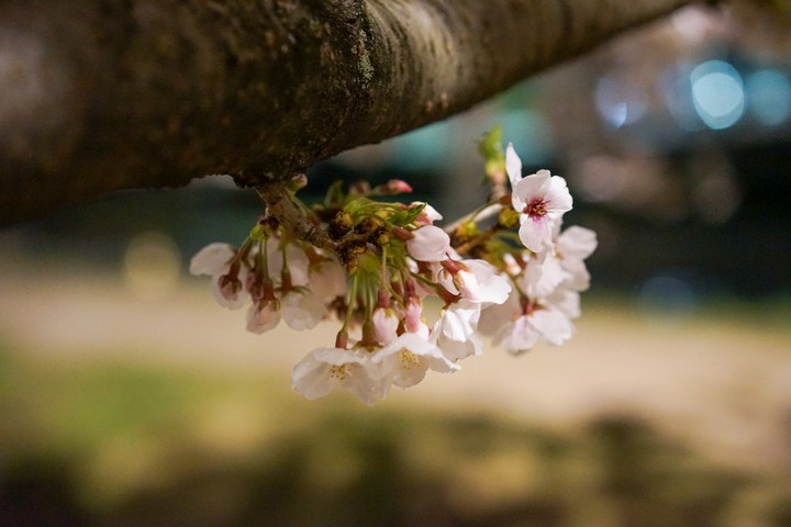 sakura