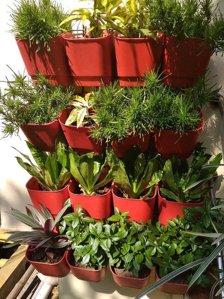 vertical garden
