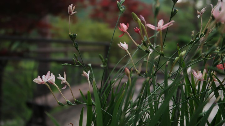 freesia laxa