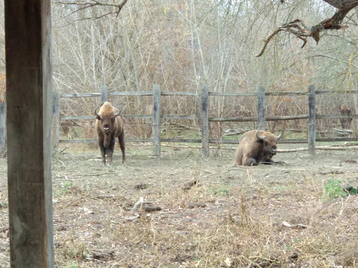 Animals