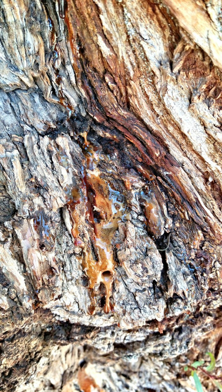 tree,,,texture