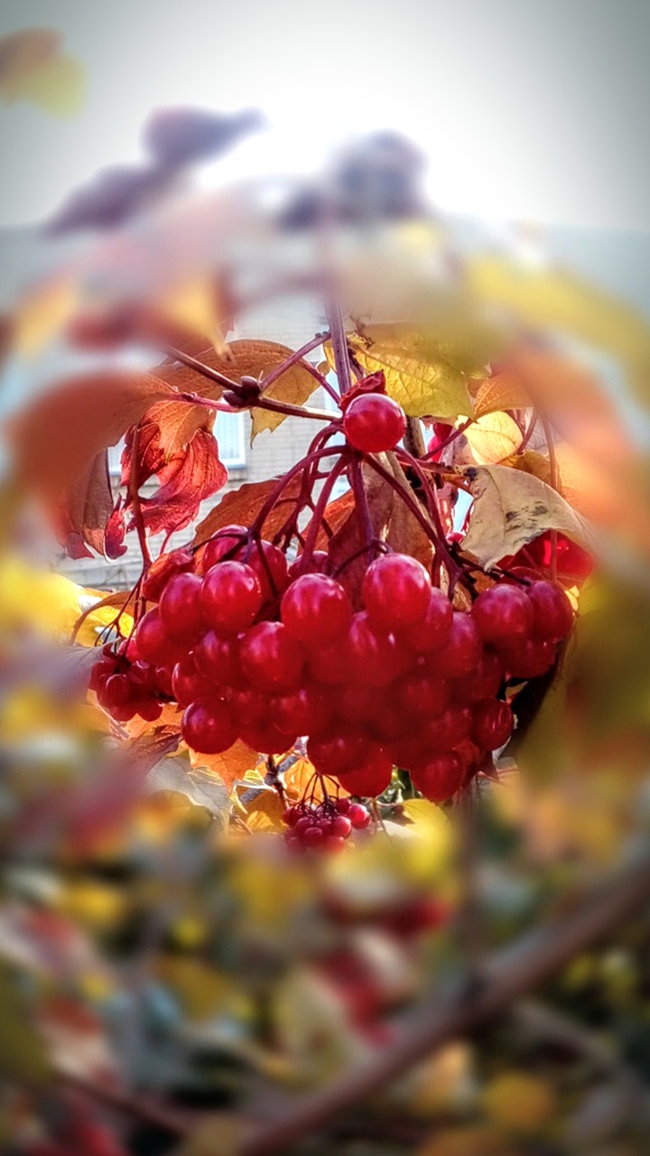 Калина красная