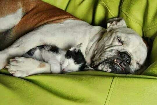 Amigos))))