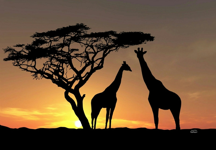 Afrika