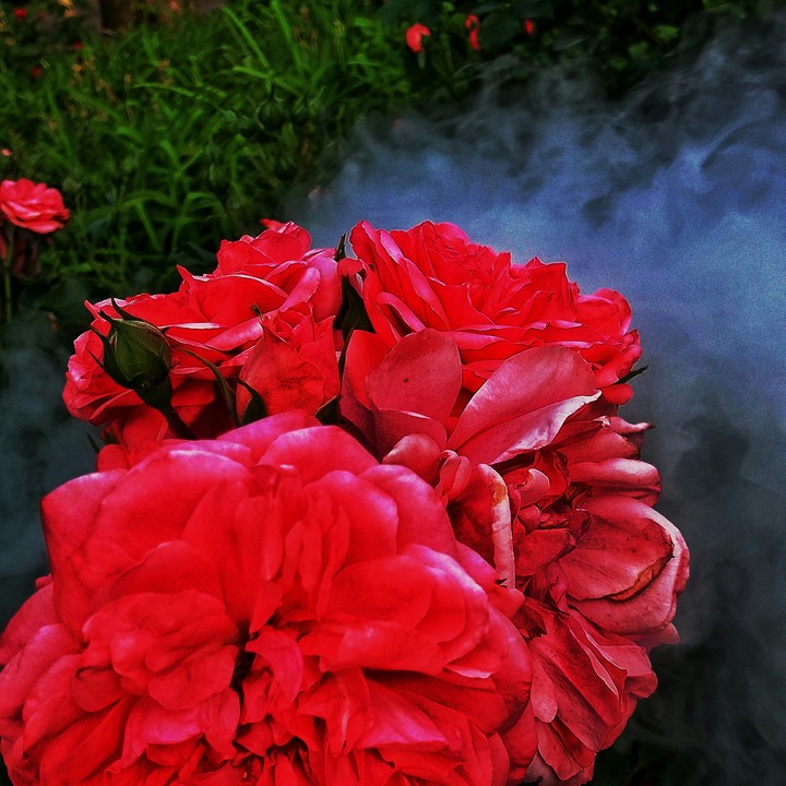 roses