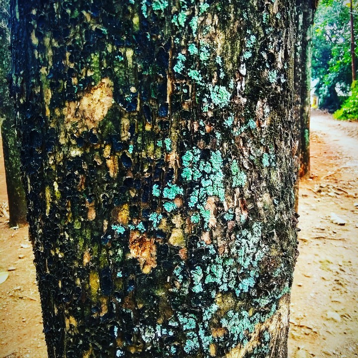oaks