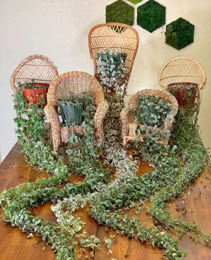 plants