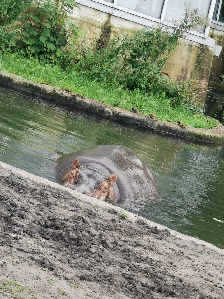 Hippo