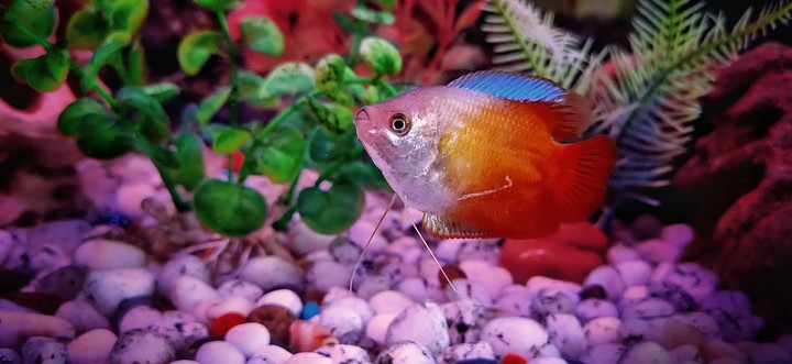 Flame Dwarf Gourami