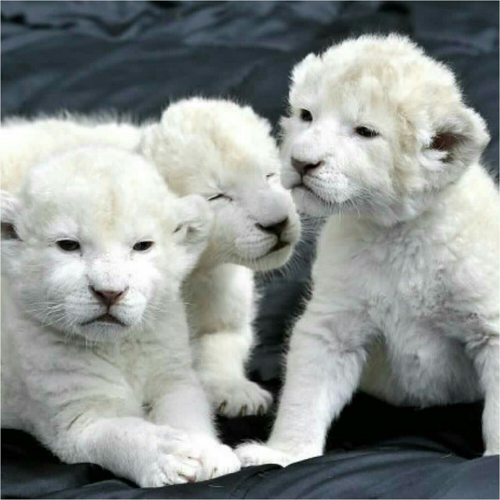 Lion cubs