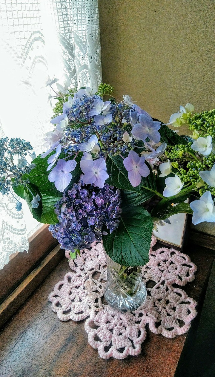 hydrangea