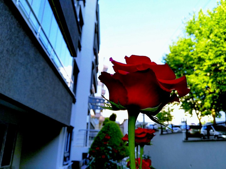 Gül