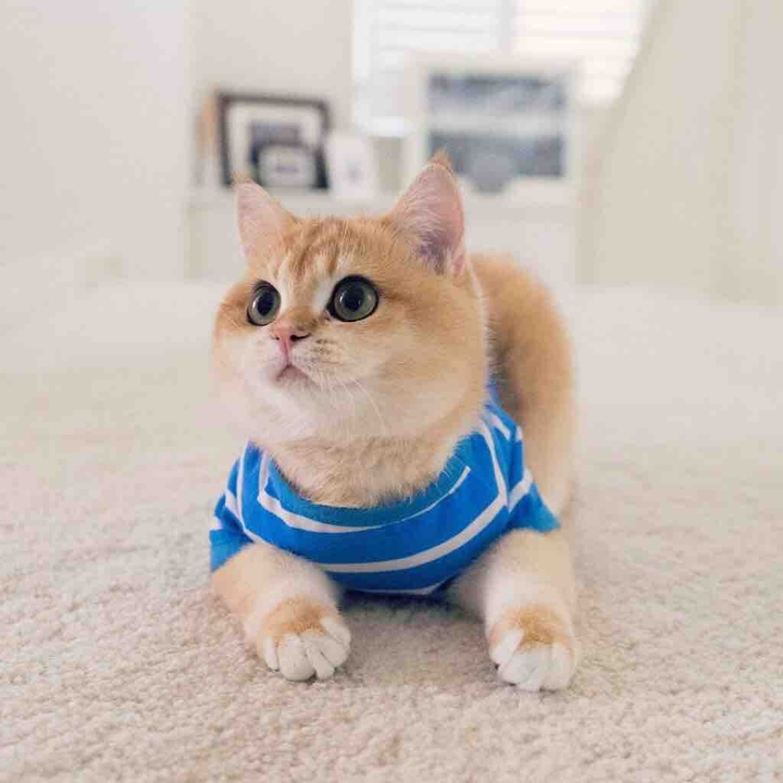 Animal - cat