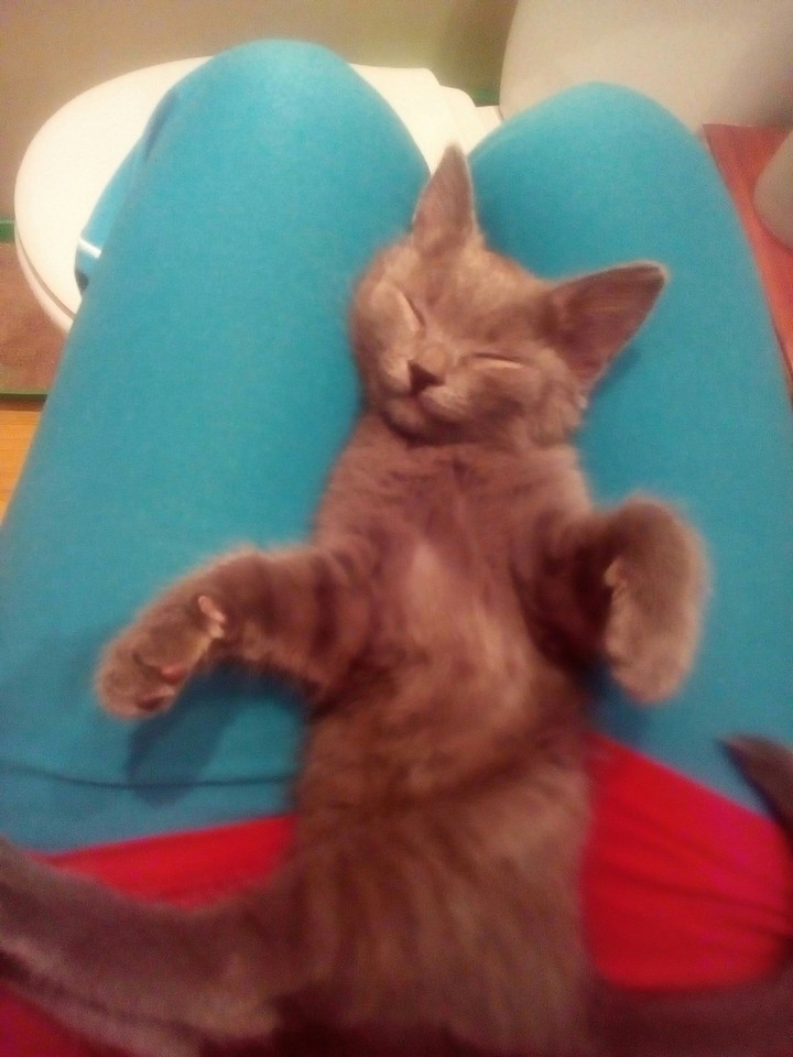 коты