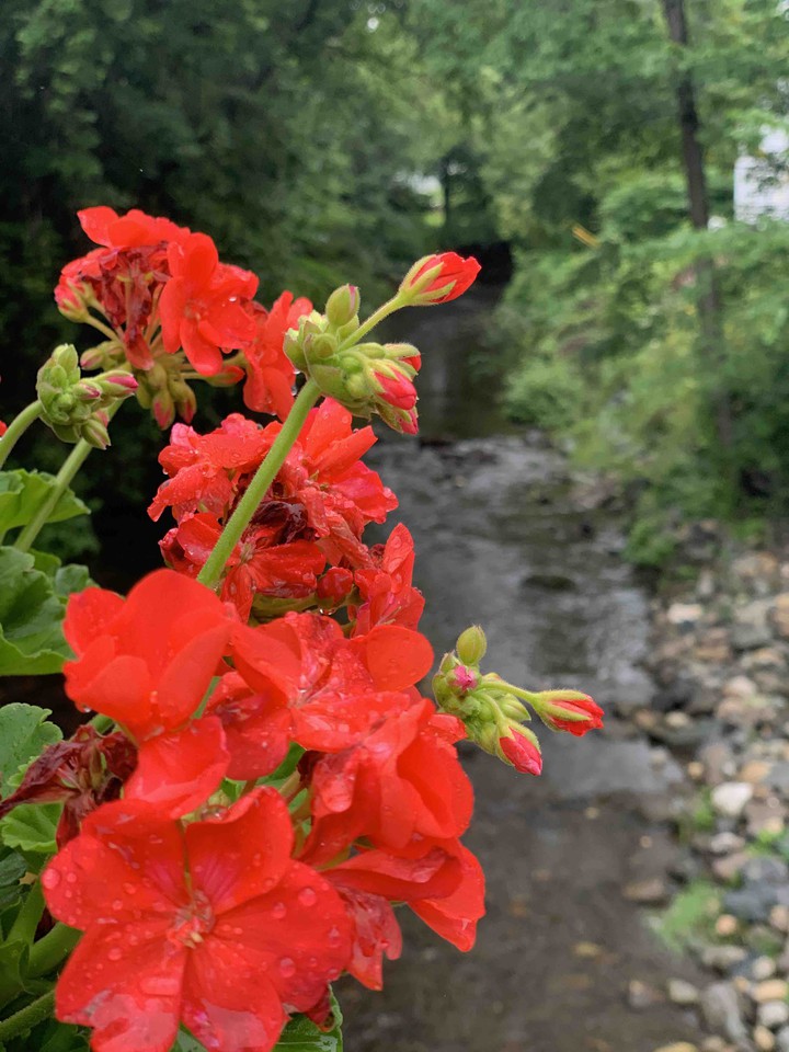 flowers in vermont